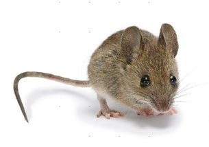 老鼠 防老鼠 灭老鼠 防治老鼠指导方法 