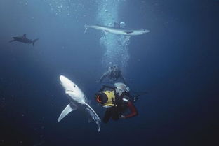 有一部关于鲨鱼在任何有水的地方都能出现的电影叫什么名字 