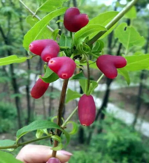 杈杷果,爱心小野果