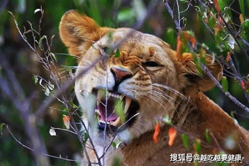 如何判断一头狮子的年龄 动物学家 看狮子这个部位的颜色
