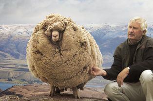 这只羊为逃避剪羊毛,隐居6年胖成球,剪掉毛后帅的拿到选美冠军
