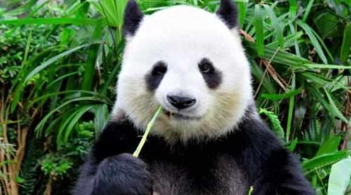 熊猫宝宝面对竹子难下口,啃了半天也没咬断,露出小米牙很委屈