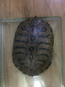 大家帮忙看看这是什么乌龟,有20厘米长,在家里养好不好,这是朋友给的 
