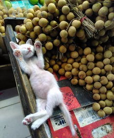 街头的水果摊,顾客 老板,龙眼旁的猫卖吗 