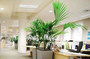 办公室植物的大小如何确定 怎么摆放