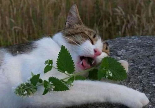 猫咪为之癫狂的植物,猫薄荷对于猫来说,究竟有何魔力