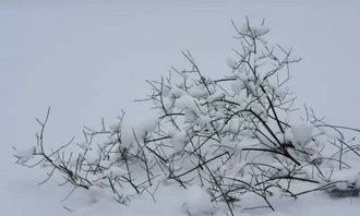 气温跌至0度 成都迎来2017年第一场雪,雪景高清大片放送,太娇艳了