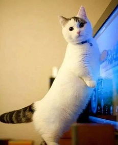 让你看一眼就迷上的猫 猫届小短腿曼基康