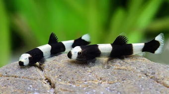 神奇的动物世界 这种鱼中国独有,形似大熊猫极其珍贵 