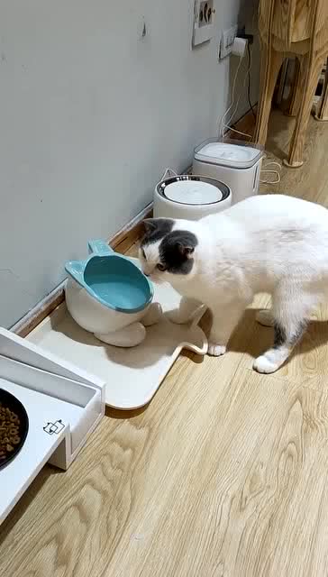 水盆里洗脚被别的猫发现啦会怎样 