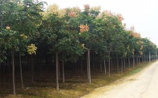 黄山栾和栾树的区别,黄山栾树与栾树有何区别？