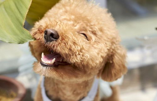 狗狗牙周健康情况堪忧 这9个小贴士,可以帮助狗狗保持口腔健康