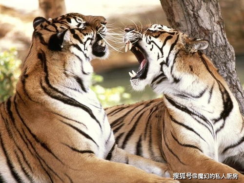 怀孕对老虎的影响有多大 它会不会因此而丧命