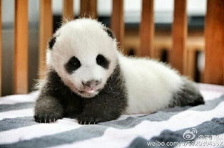 上海首只熊猫宝宝取名叫花生 