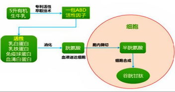 美源康富ABD活性因子是什么时候上市的？