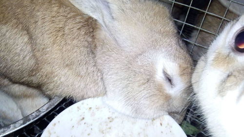 我的兔子不吃东西了,也不怎么动了趴着一动不动的,还闭着眼睛,这是怎么了 