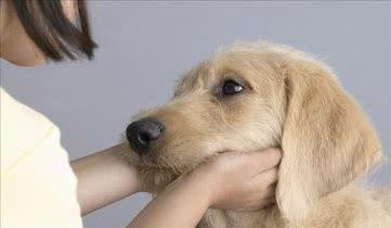 人们习惯性 摸摸狗头 ,你知道在狗狗眼里究竟意味什么 看完或能明白