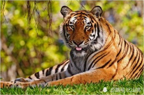 虎虎虎 生死有命富贵都在后半生,尤其是74年属虎人速看
