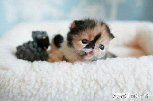 世界上最小的猫 只有可乐罐大小