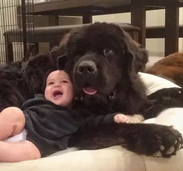家里养2只巨大狗狗是什么样的感觉 