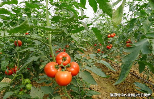 夏季也能收获高品质的番茄的秘密