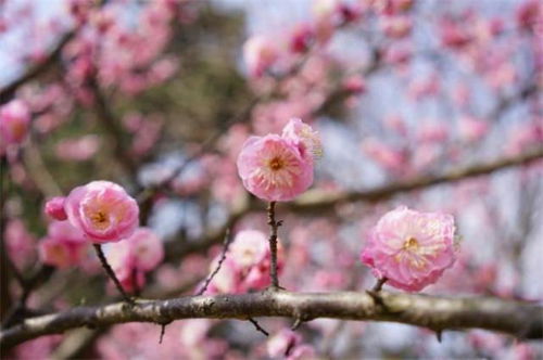 早春梅花盛开美诗七首 士女梅花插满头,十里梅花正早春