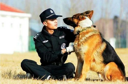 中国警犬添加新成员了 这几种狗狗你认识吗