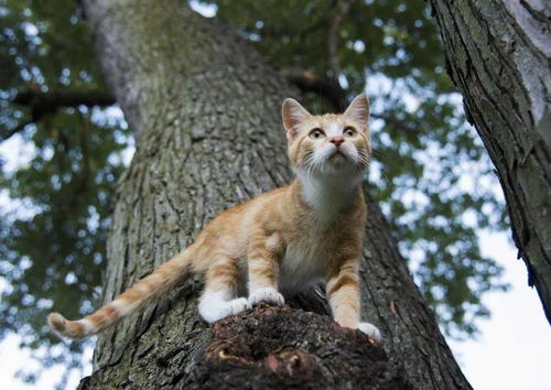 在外闯荡过的流浪猫,被收养后会向往外面的生活吗