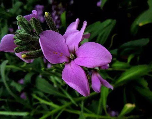 紫罗兰花有毒吗可以在家养吗,请问紫罗兰花有毒吗?能放在家里养吗？