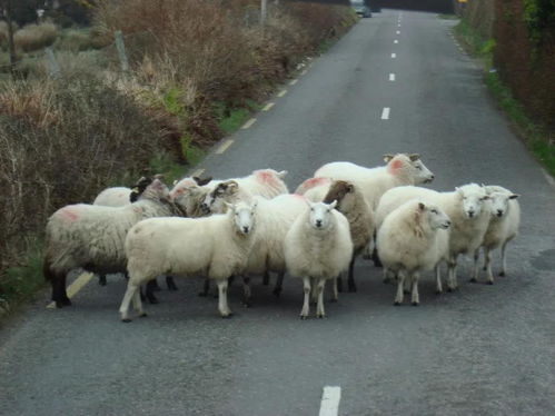 未来三年养羊行情怎么样 小型养羊场有出路吗