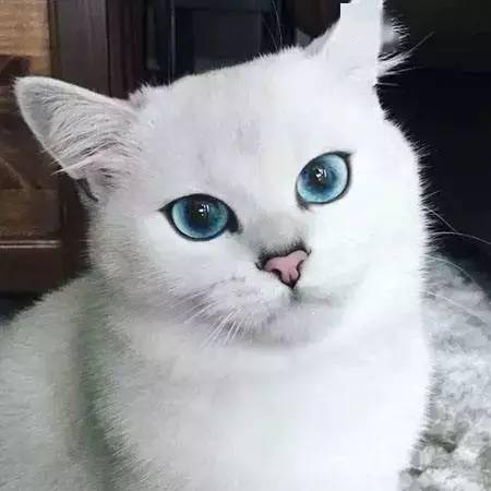 合格铲屎官 听说蓝眼白猫都是聋子