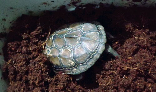 乌龟冬眠期间风险多,定期检查必不可少