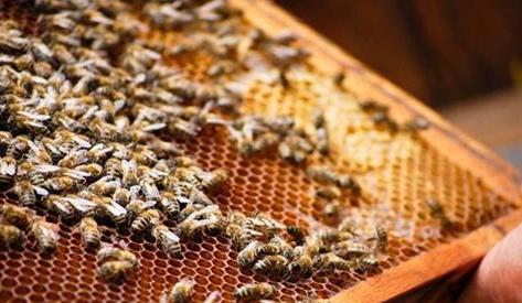 蜜蜂养殖 养蜂人需要知道的 十禁忌 ,新手老手都爱犯 下