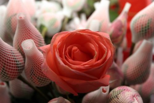玫瑰花的各种名字有哪些 