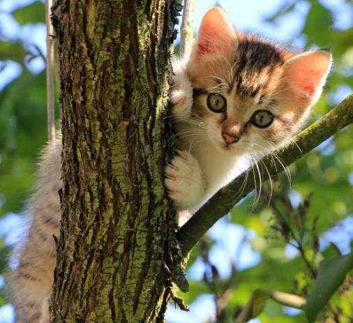 为什么小猫爬到树上却下不来 要如何正确救助困在树上的猫咪
