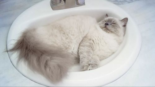 为什么猫会跟着我们上厕所 猫爱浴室的7个理由