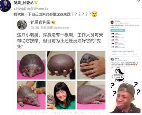 LOL搜自己名字会怎样 笑笑秃头被全网针对 