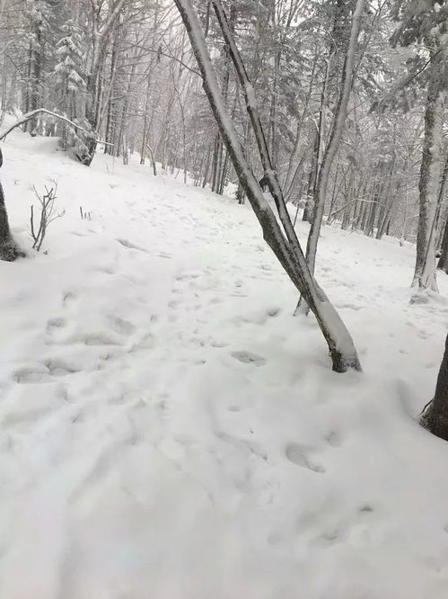 哈尔滨雪乡旅游攻略冬日童话哈尔滨雪乡旅游全攻略