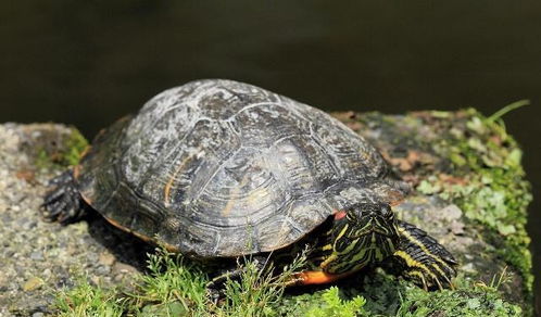 乌龟的肉体如果离开龟壳,它能活多久,真相让人意外