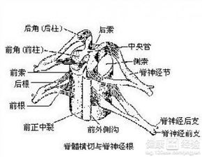 脊髓损伤有何药物