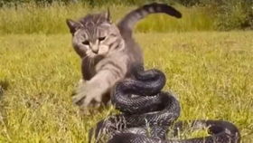 一条隐藏在草丛中的黑蛇偷袭了另一条不比它小的蛇,老老实实的被黑蛇吃了