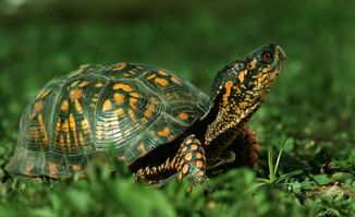 乌龟患生殖器脱出病的防治方法