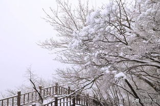 雪后 素颜 狼牙山来啦 随手一拍都是大片