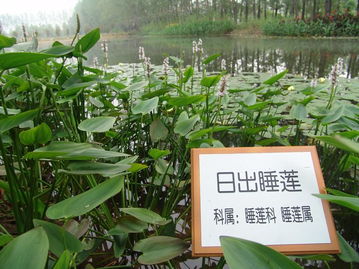 水生植物园