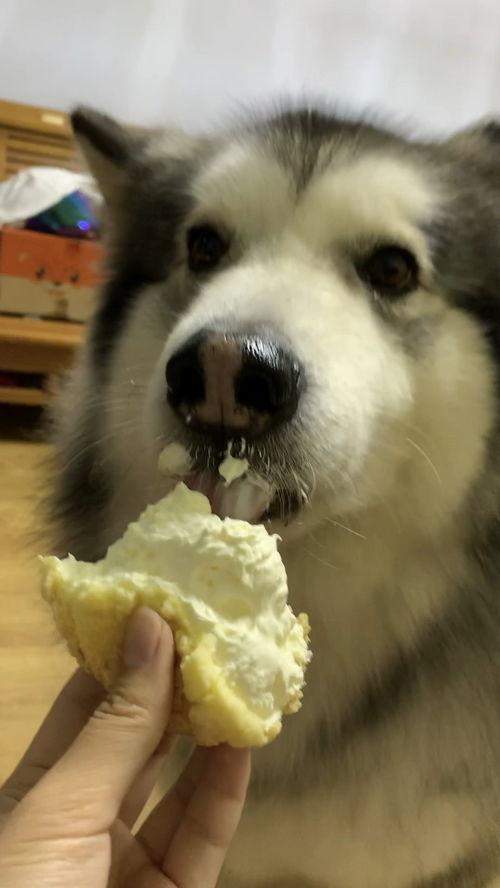 狗狗能吃奶油吗 