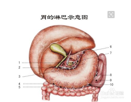 怎样调理胃口 