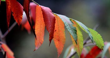 秋天的树叶为什么会变色 