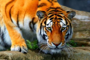 西伯利亚虎 动物