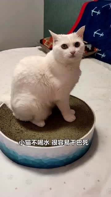 如何劝小猫喝水 我研制出了新的诀窍,这种方法十分的人性 