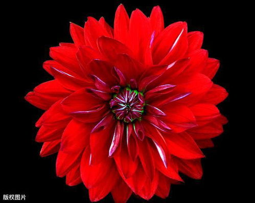 一般算命说红花是什么意思(算命的说命中有两朵红花)(命里两朵红花)